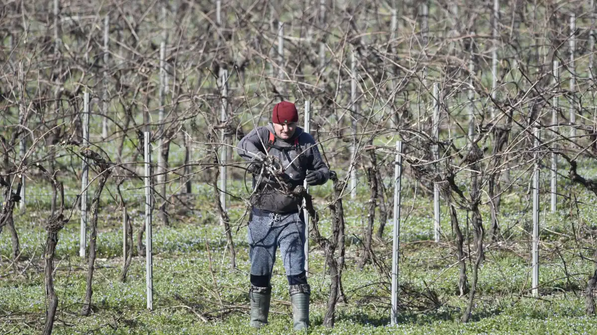Un homme en bonnet taille des vignes en hiver dans un grand vignoble sans feuilles, un exemple d'usage d'une application pour activité saisonnière dans les Pyrénées-Orientales, illustration d'un article du blog d'EPREYN, développeur d'applications à Perpignan